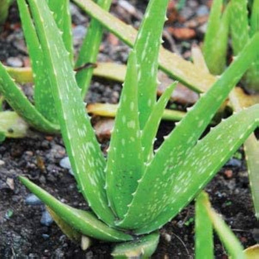 Aloe Vera Seeds - Green