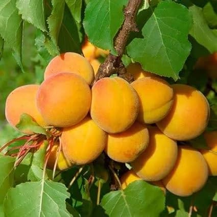 Apricot Tree Seeds Up to 50% Off