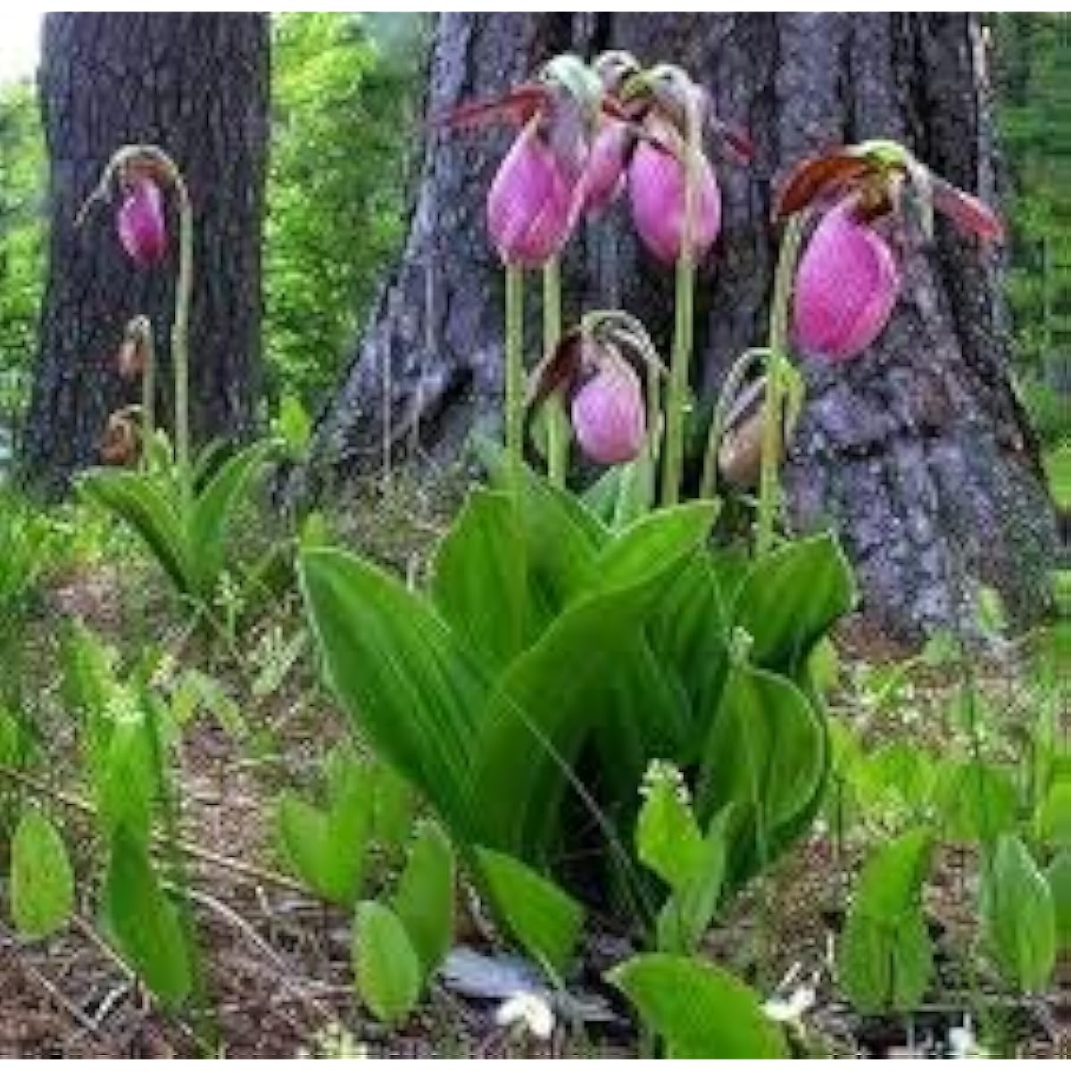 Pink Lady's Slipper Seeds ¨C up to 50%