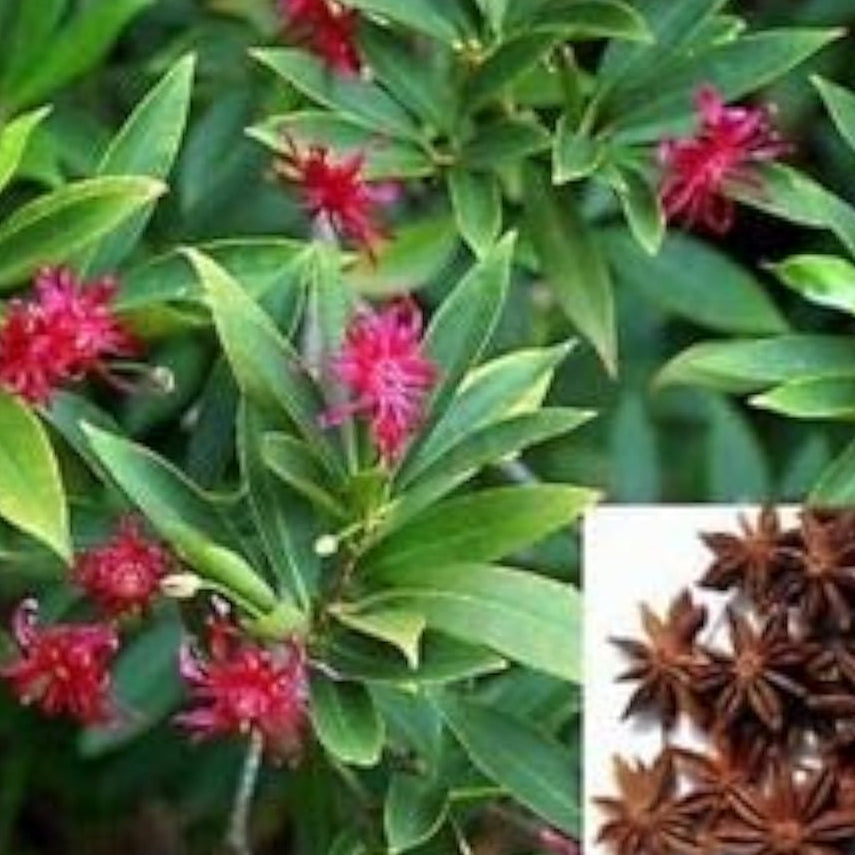 Star Anise Flower Seeds Up to 50% Off
