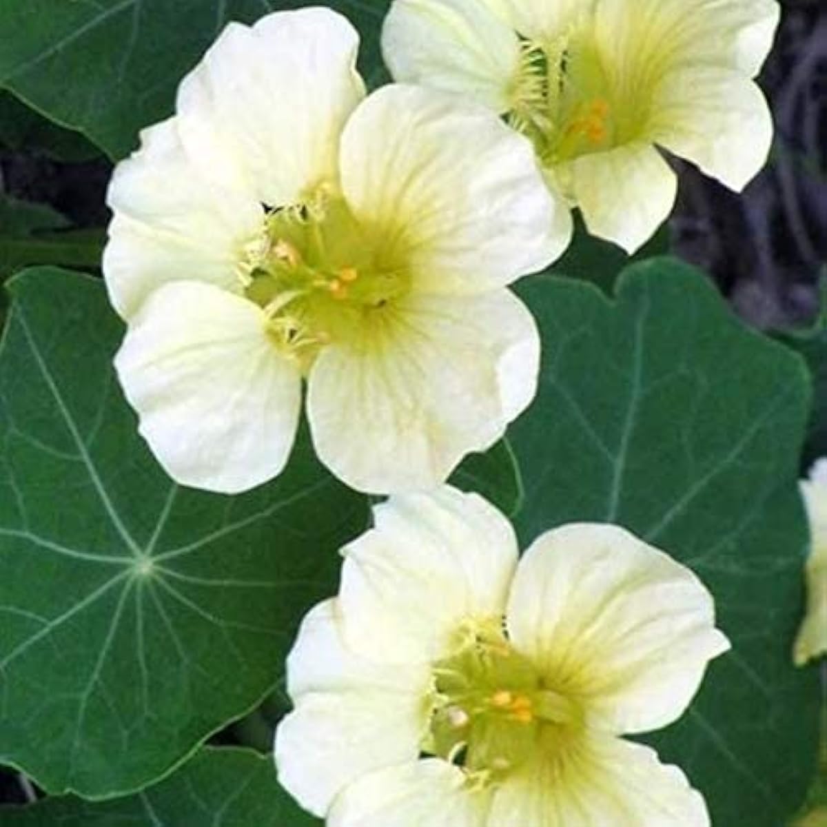 Nasturtium Seeds - White Larger Packet High Germination 260-1200 Onsaleseeds