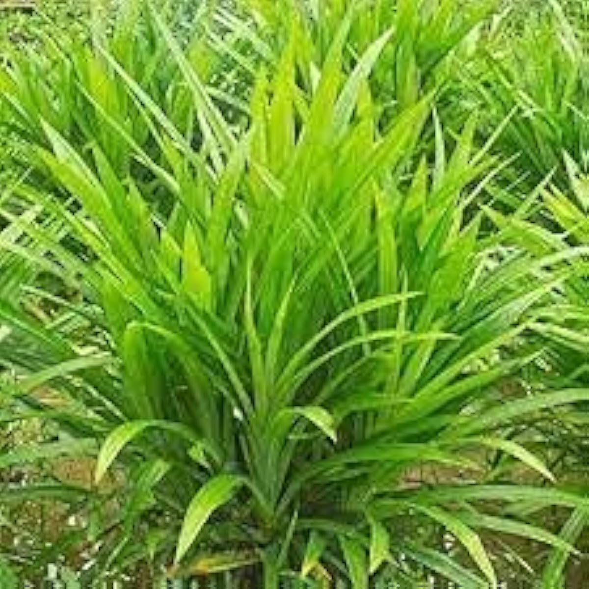 Pandan (Pandanus amaryllifolius) Seeds – up to 50%