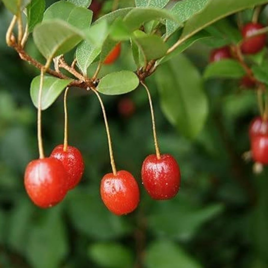 Goumi Berry Plant Seeds up to 50%