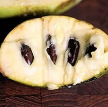 Pawpaw Tree Seeds