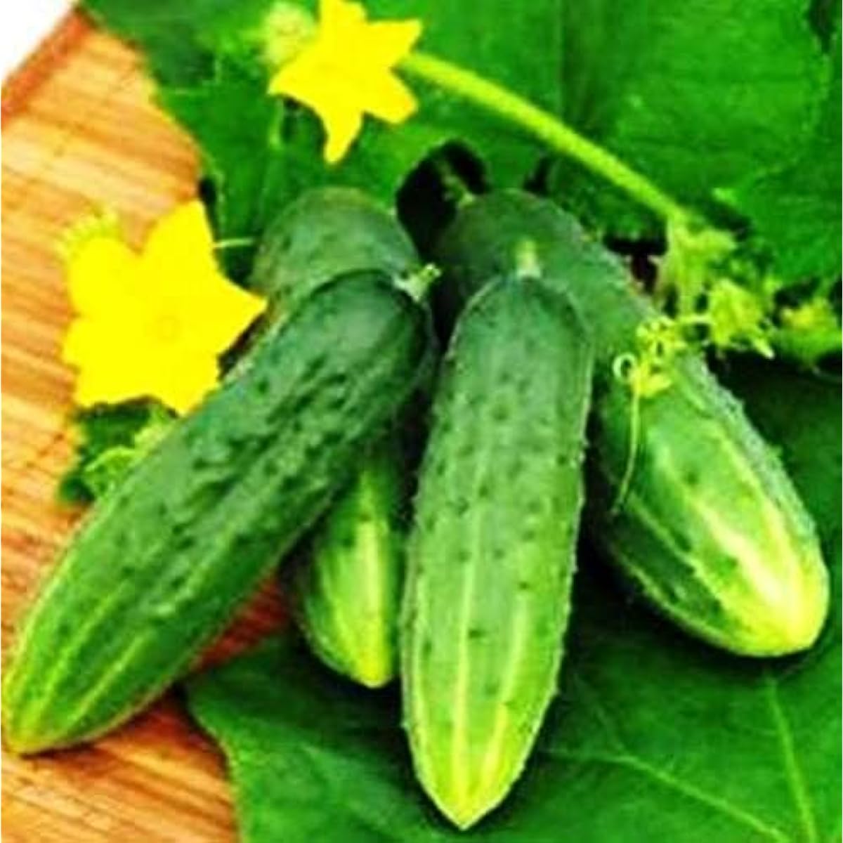 Nezhin Pickling Cucumber Seeds – Crisp Heirloom Variety – prime day up to 50%