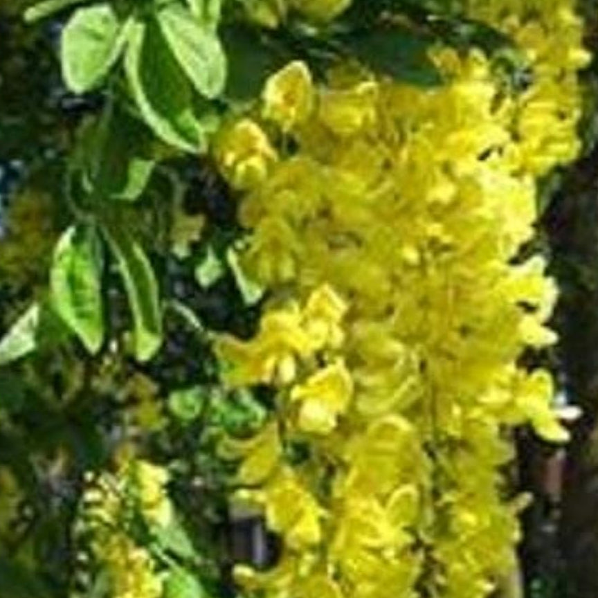Yellow Laburnum Seeds – up to 50%