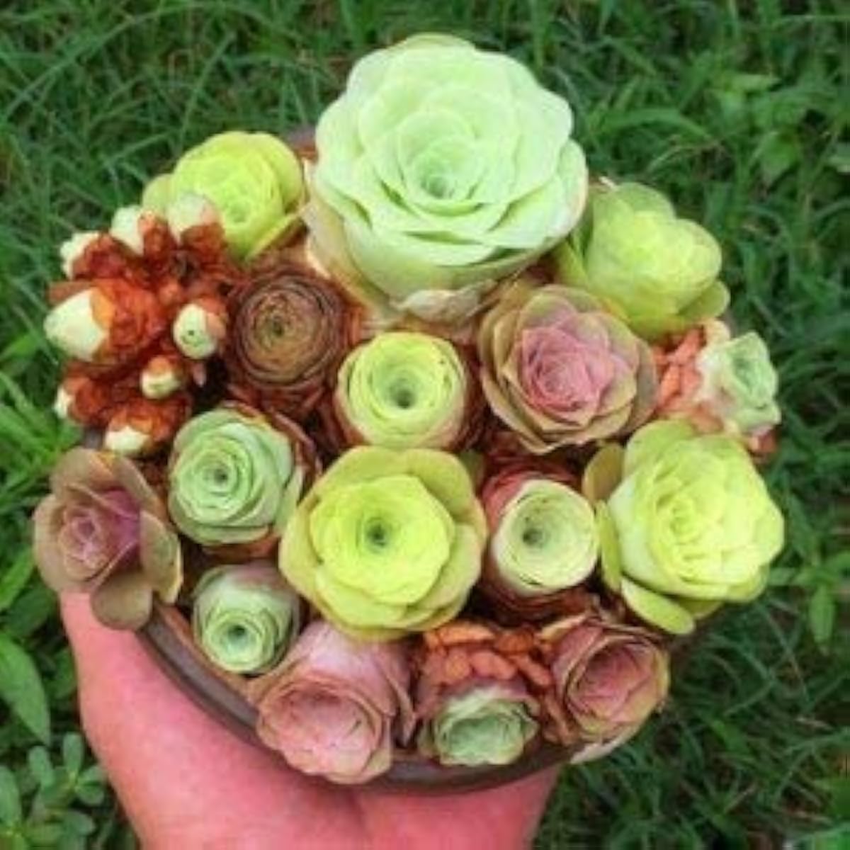 Mixed Greenovia Flower Seeds prime day up to 50%