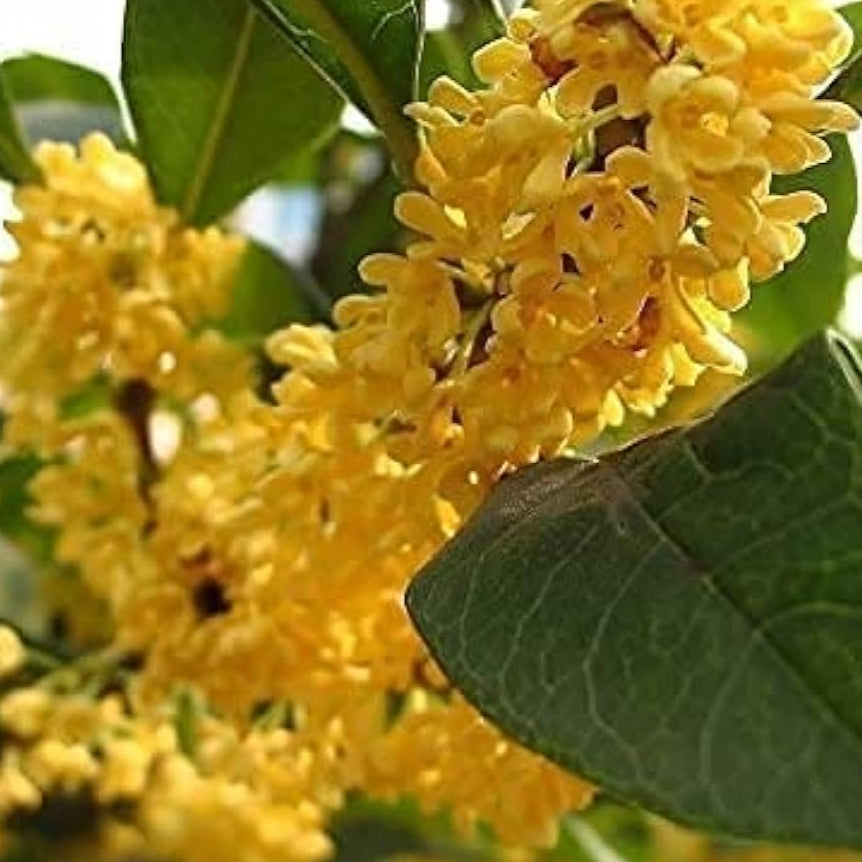 Sweet Olive Tree Seeds Up to 50% Off
