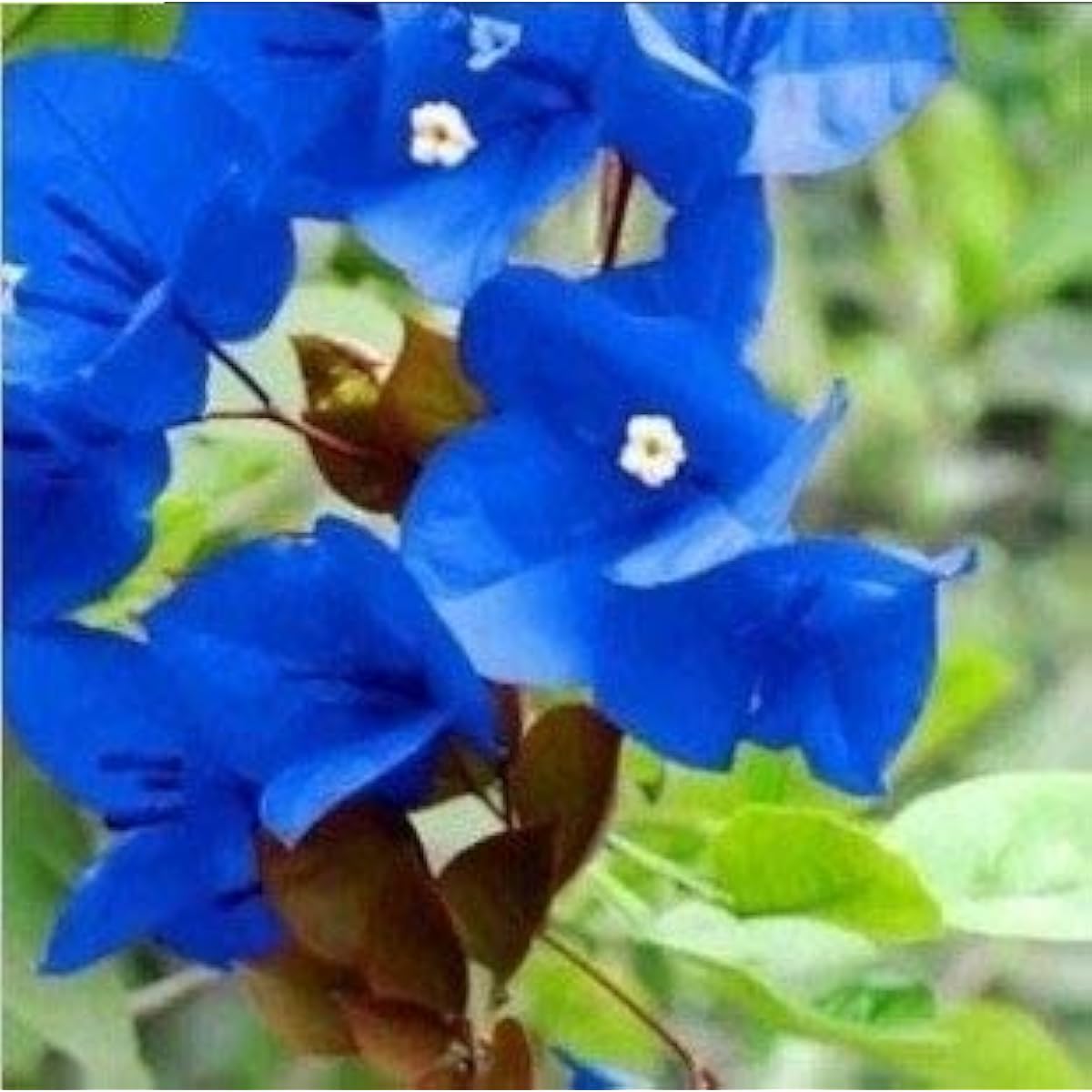 Blue Bougainvillea Seeds up to 50%