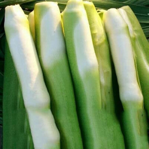 Zizania Latifolia Vegetable Seeds