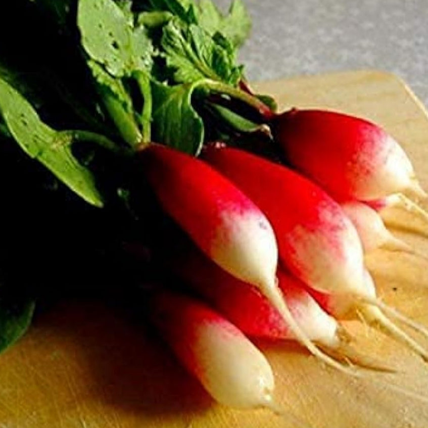 French Breakfast Radish Seeds Up to 50% Off