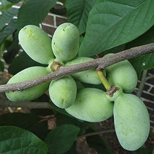 Pawpaw Tree Seeds