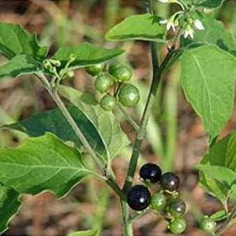Solanum Nigrum Berry Seeds Up to 50% Off