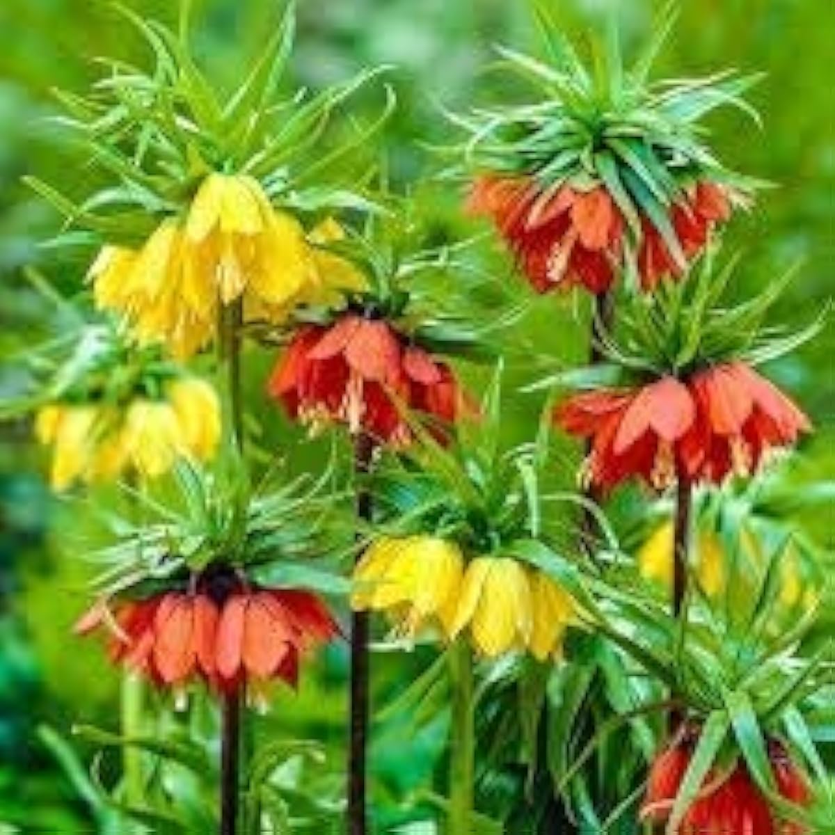 Crown Imperial Flower Seeds Up to 50% Off