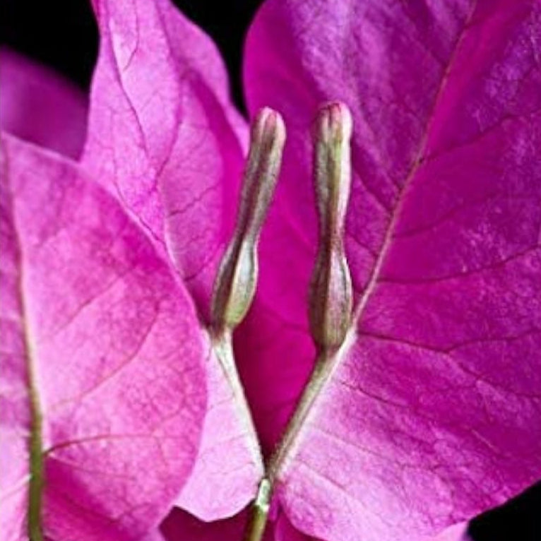 Yellow Bougainvillea Flower Seeds up to 50%