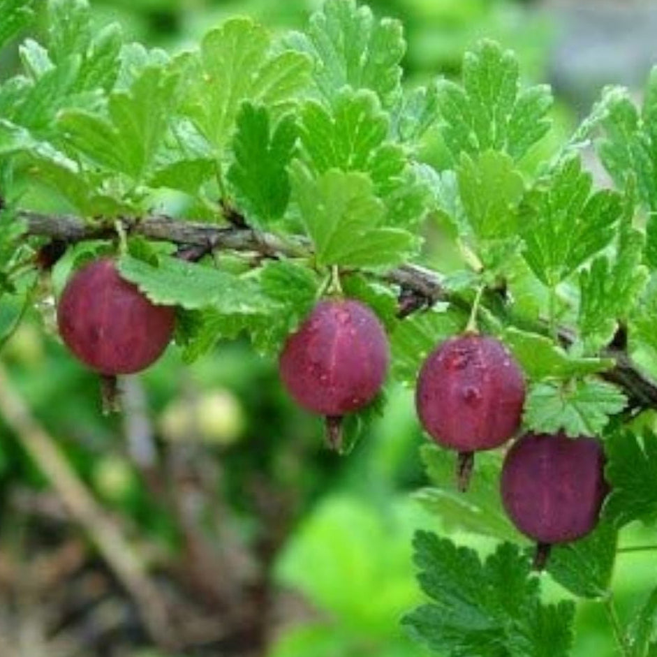 Pink Gooseberry Seeds up to 50%