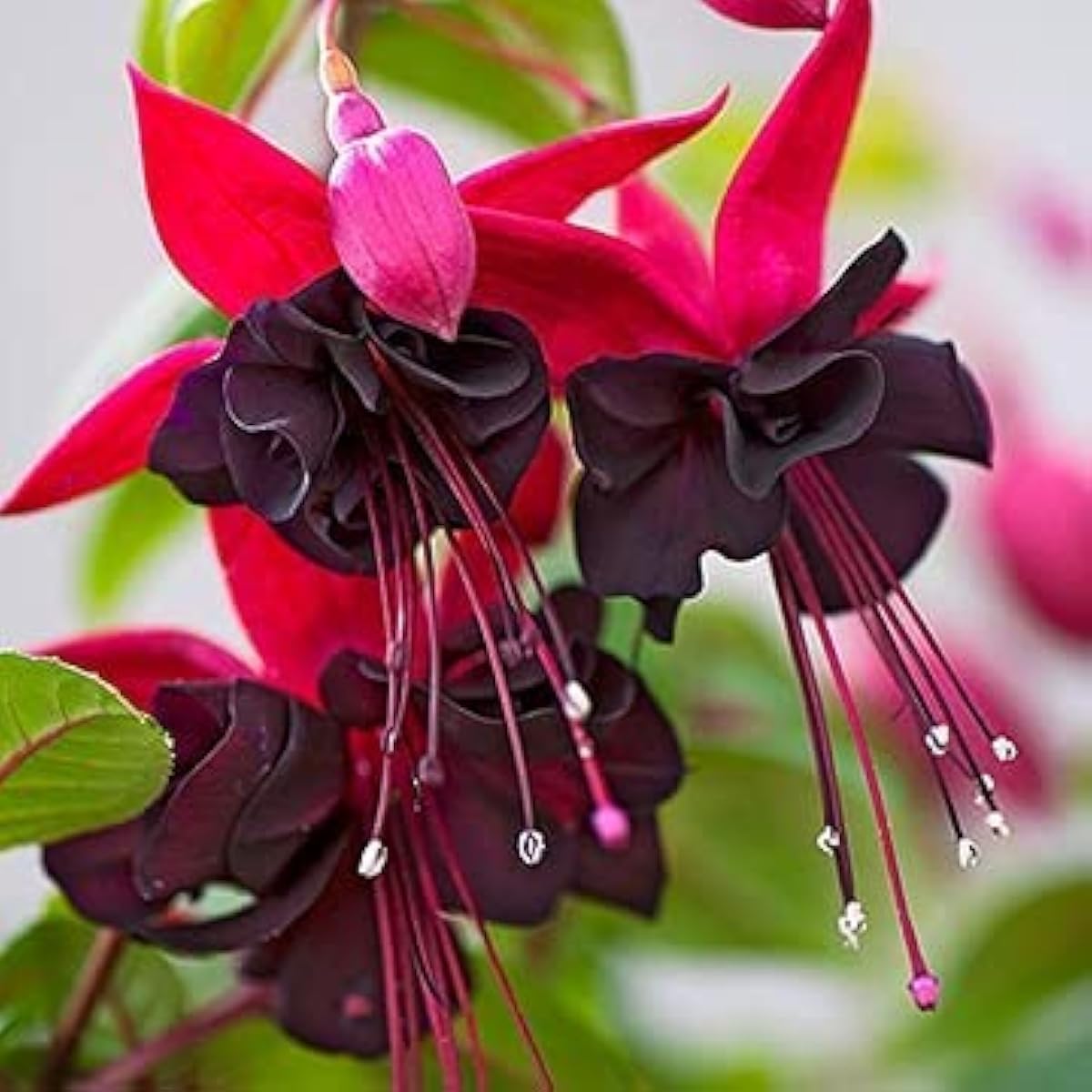 Pink Fuchsia Flower Seeds prime day up to 50%
