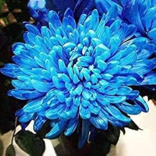 Blue Chrysanthemum Seeds