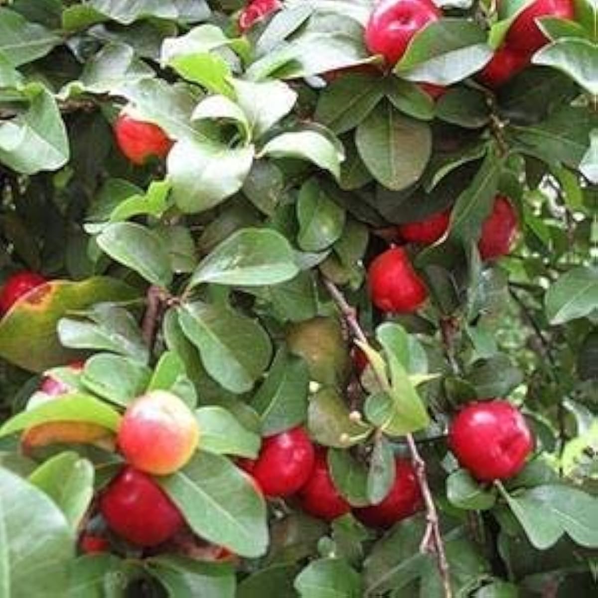 Barbados Cherry Fruit Seeds up to 50%