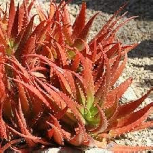 Aloe Vera Seeds - Dark Orange