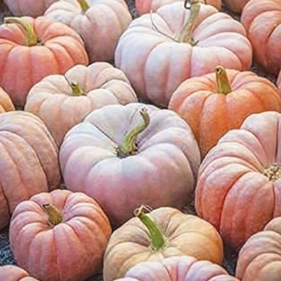 Deeply Ribbed Princess Pumpkin Seeds Up to 50% Off