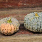 Black Futsu Squash Seeds