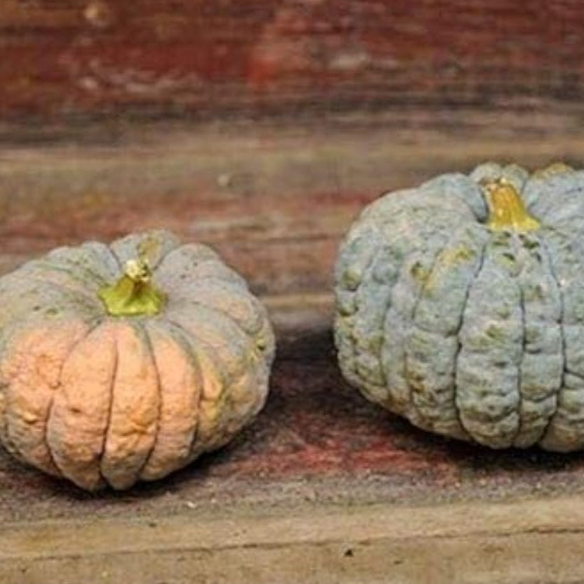 Black Futsu Squash Seeds Up to 50% Off