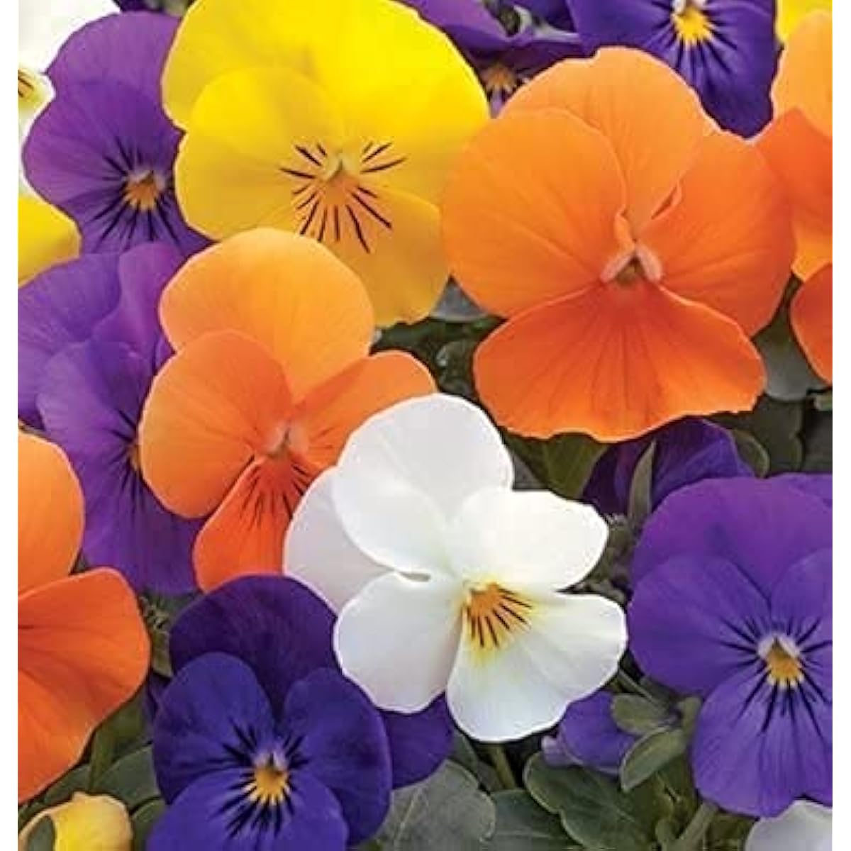 Viola Penny All Season Mix Up to 50%