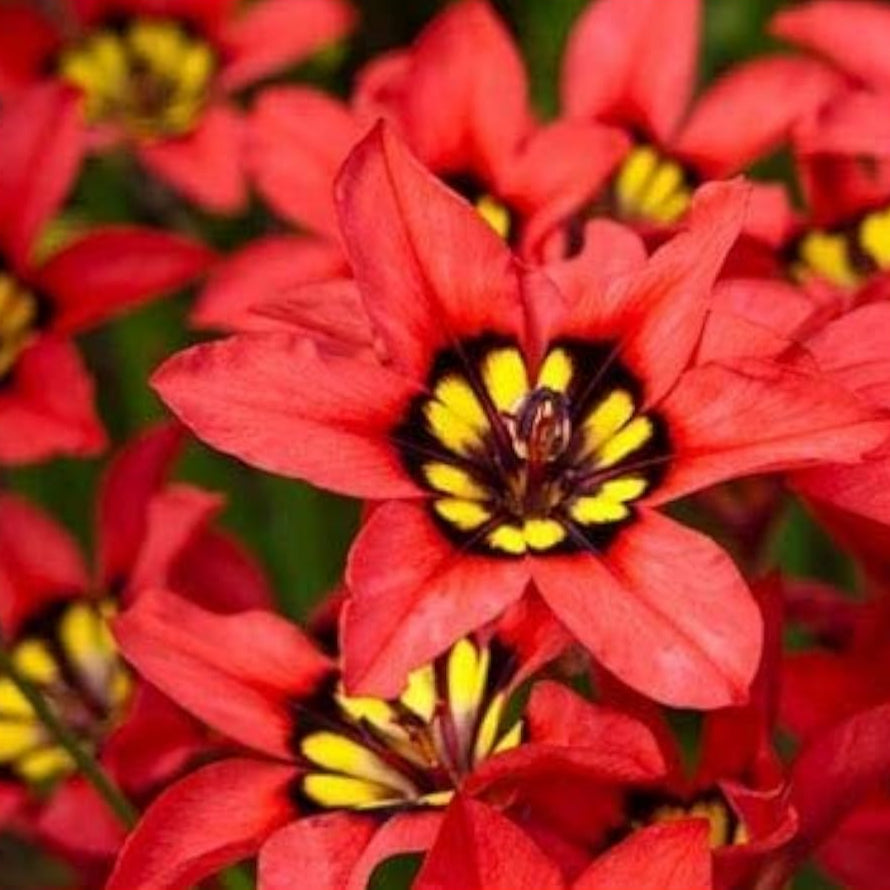 Red Sparaxis Flower Seeds up to 50%