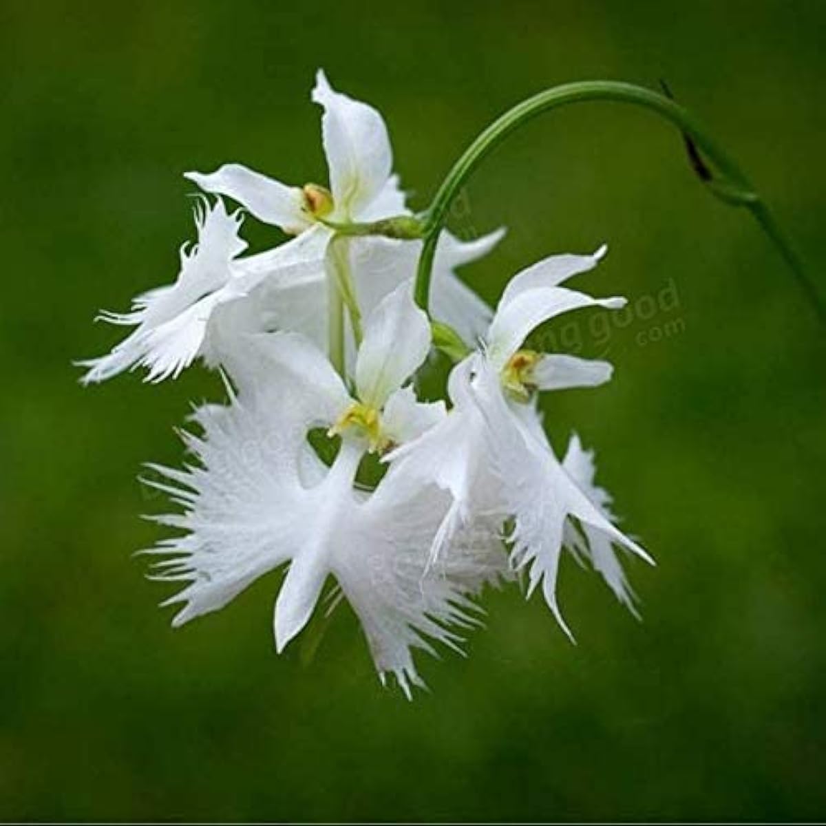 White Egret Orchid Seeds Up to 50% Off