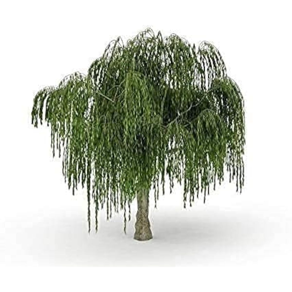 Dwarf Weeping Willow Seeds Up to 50% Off
