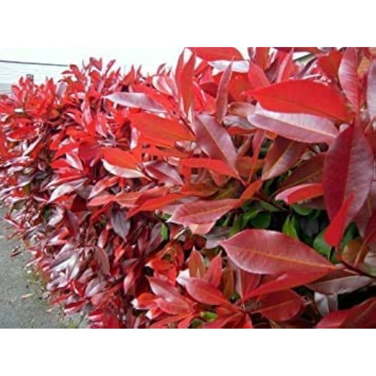 Red Tip Photinia Seeds up to 50%