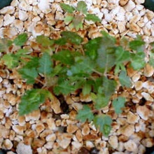 Frankincense Tree Seeds