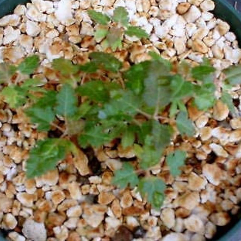 Frankincense Tree Seeds Up to 50% Off
