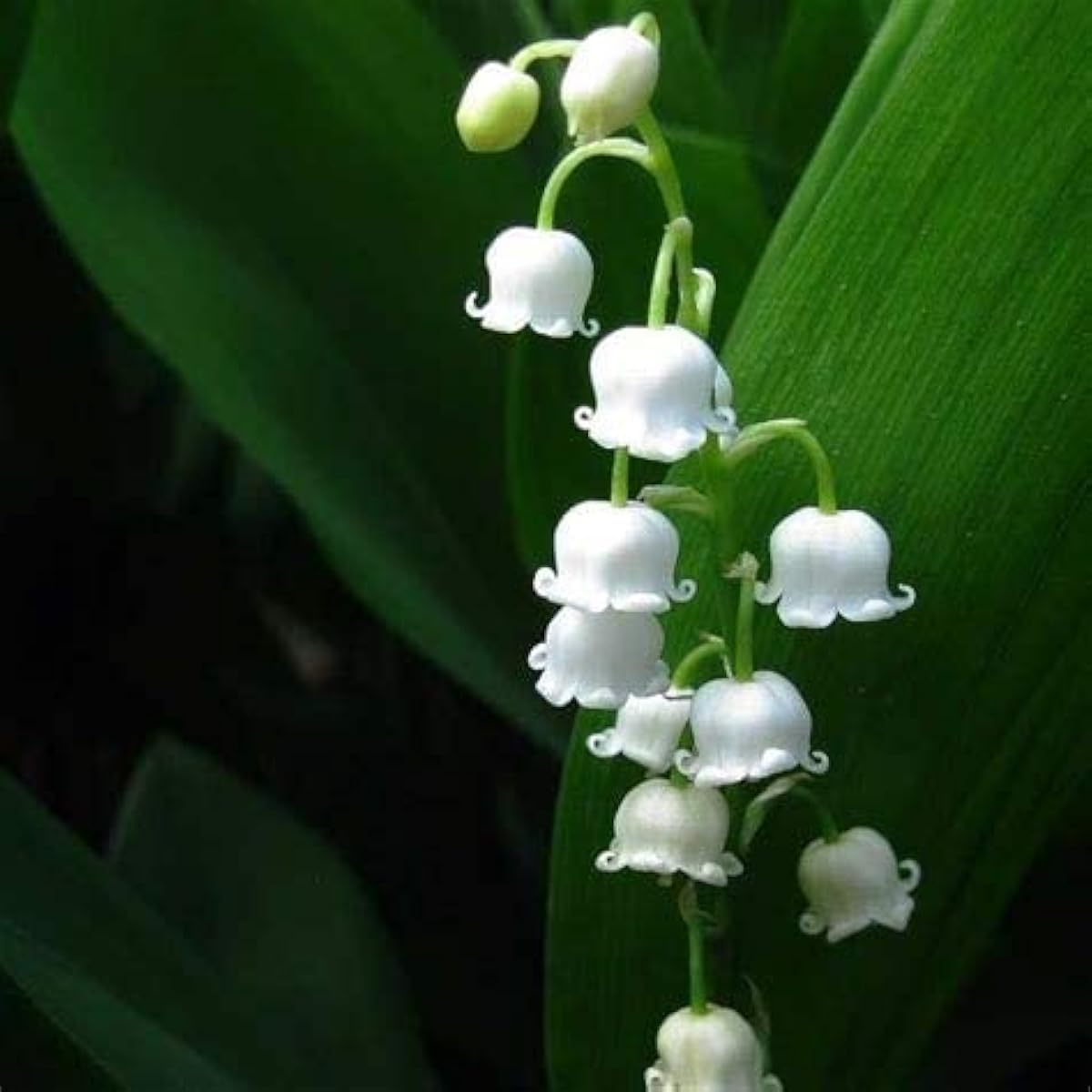 Lily of the Valley Seeds up to 50%