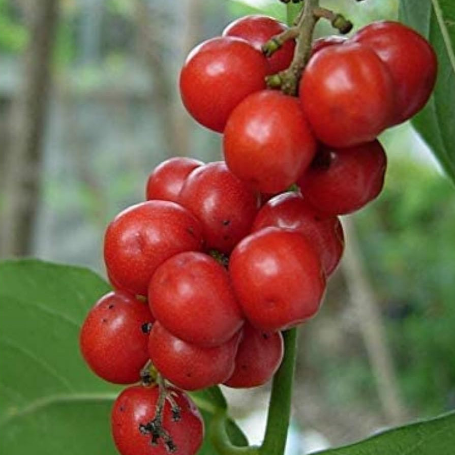 Ya-Nang Exotic Plant Seeds Up to 50% Off