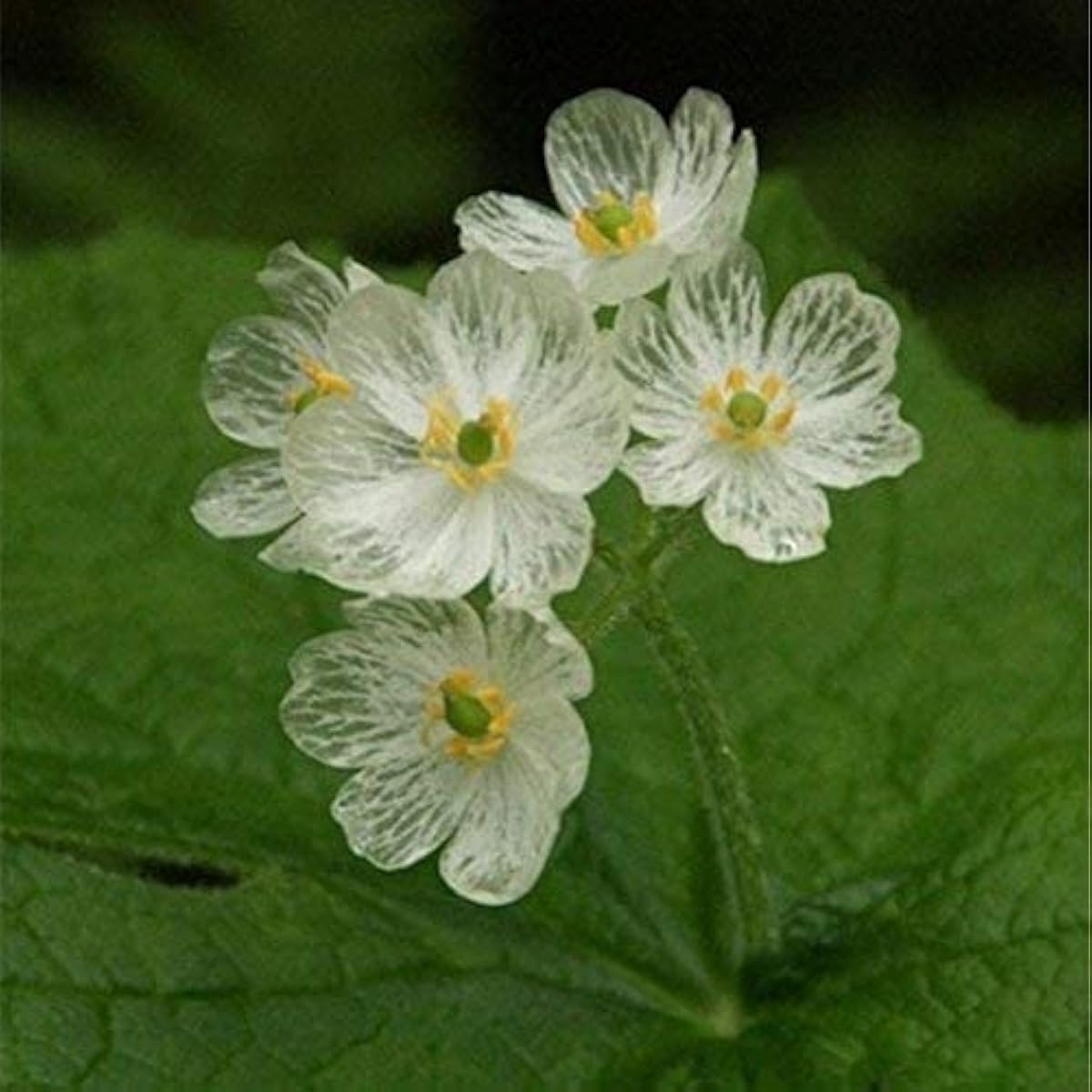Skeleton Flower Seeds Up to 50% Off