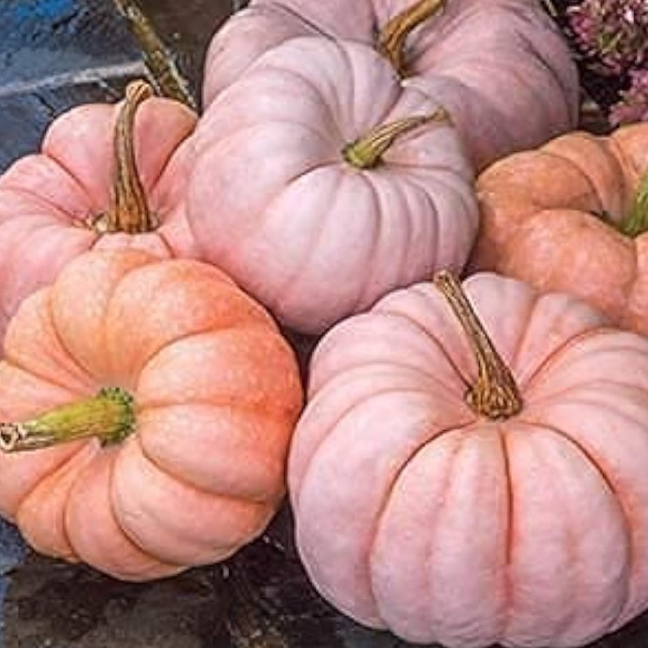 Deeply Ribbed Princess Pumpkin Seeds Up to 50% Off