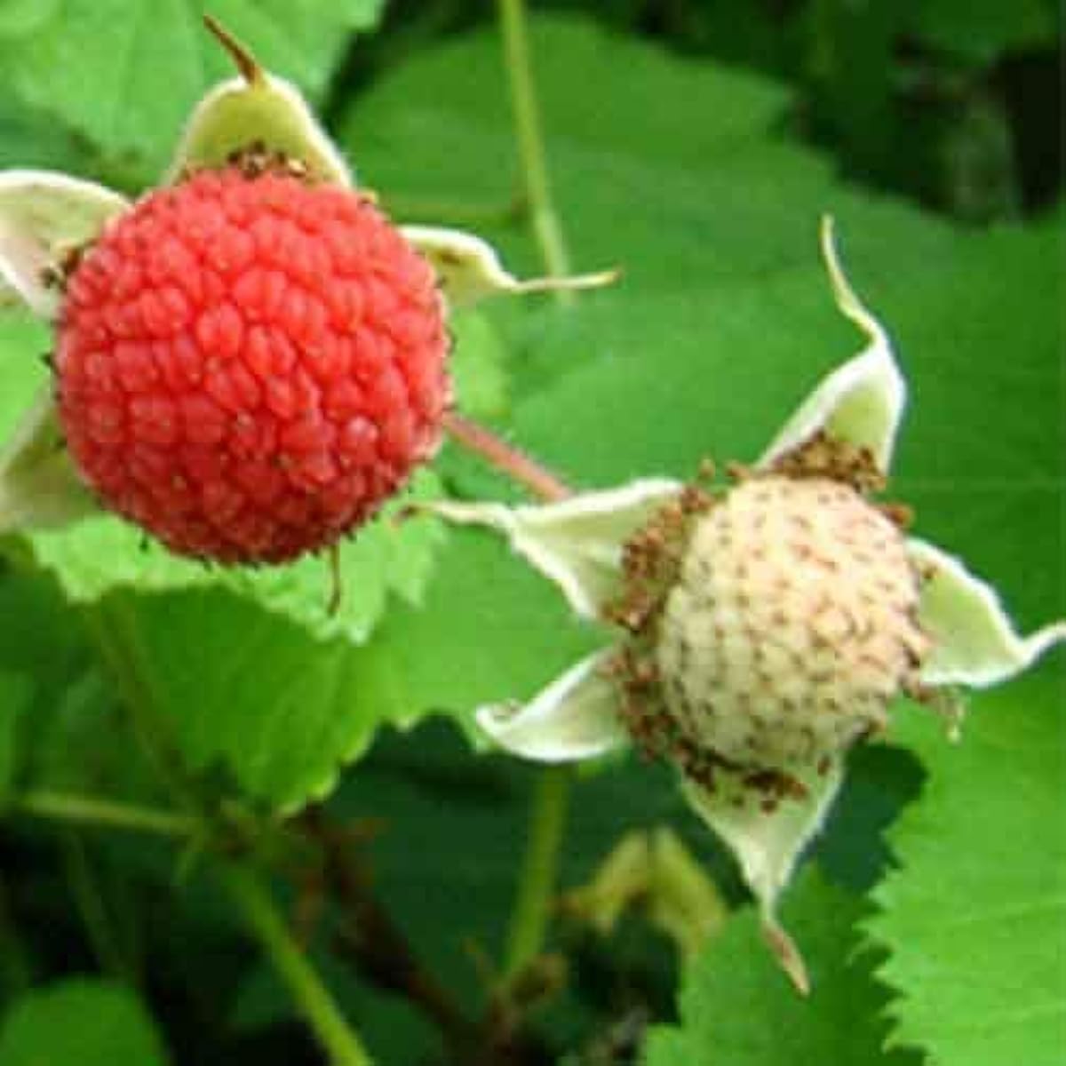 Thimbleberry Fruit Seeds up to 50%