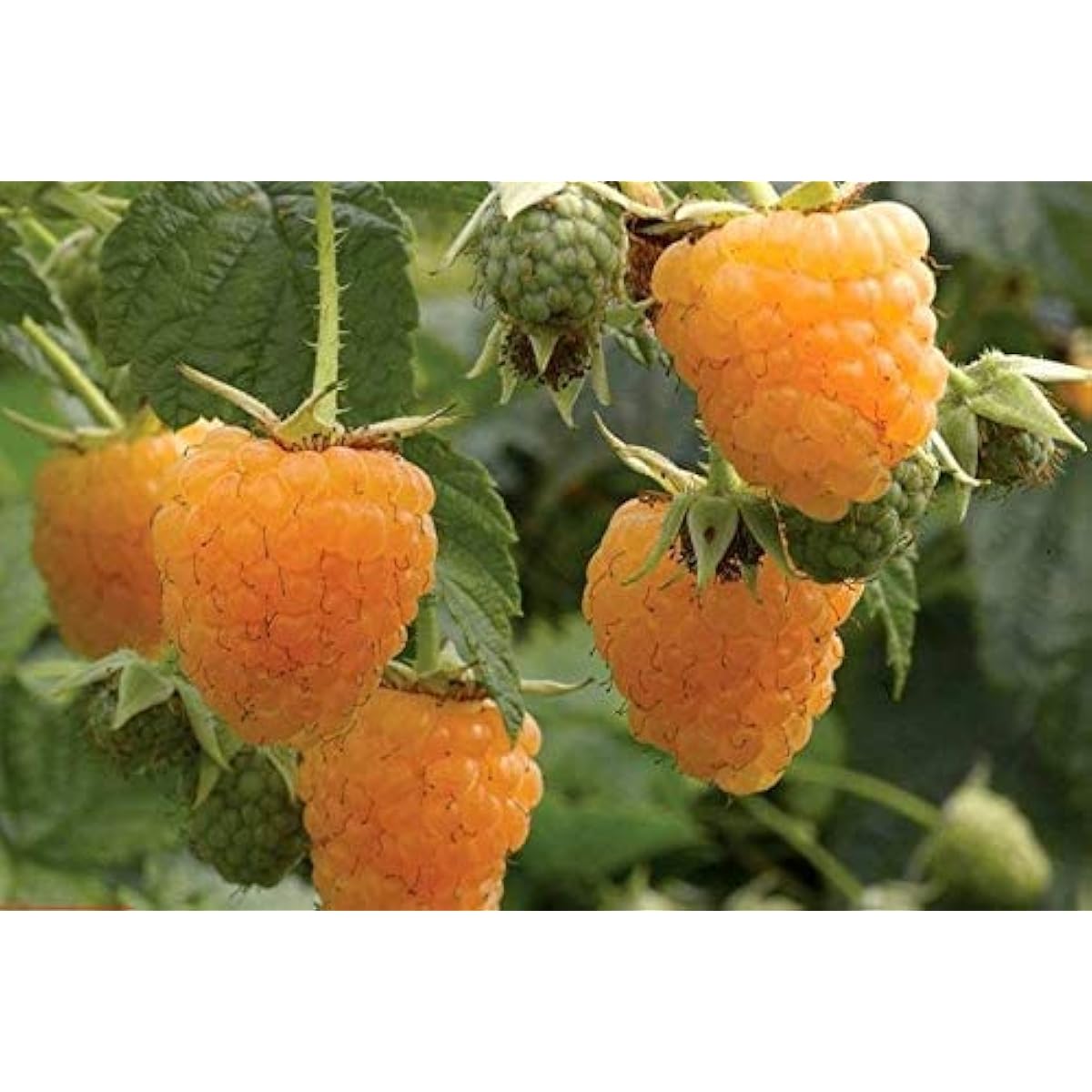 Gold Raspberry Seeds Up to 50% Off