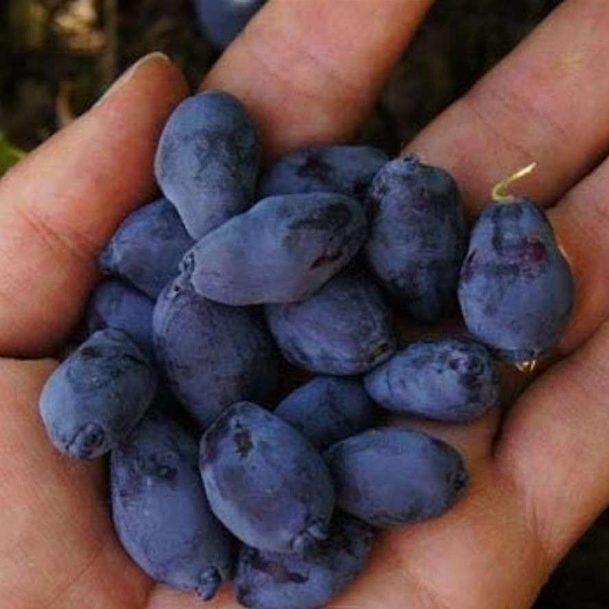 Blue Haskap Berry Seeds up to 50%