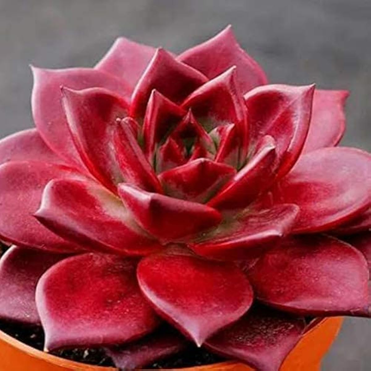 Echeveria Agavoides Seeds Up to 50% Off