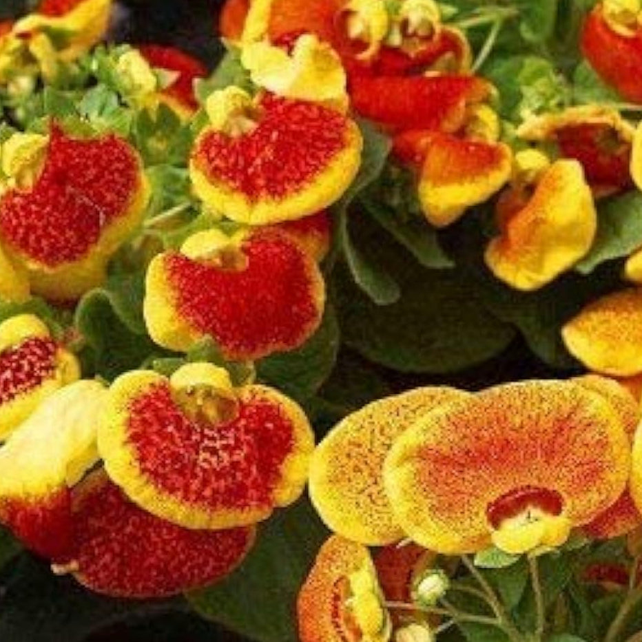 Calceolaria Uniflora Flower Seeds – Up to 50%