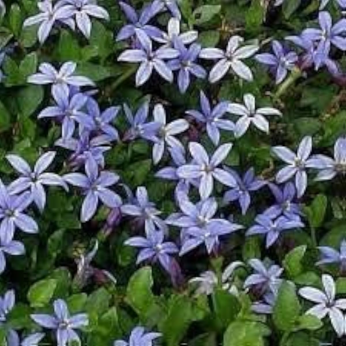 Blue Star Creeper Seeds Up to 50% Off