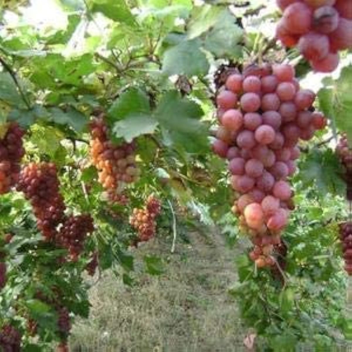 Red Muscadine Grape Seeds Up to 50% Off