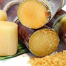 Sugar Cane Seeds