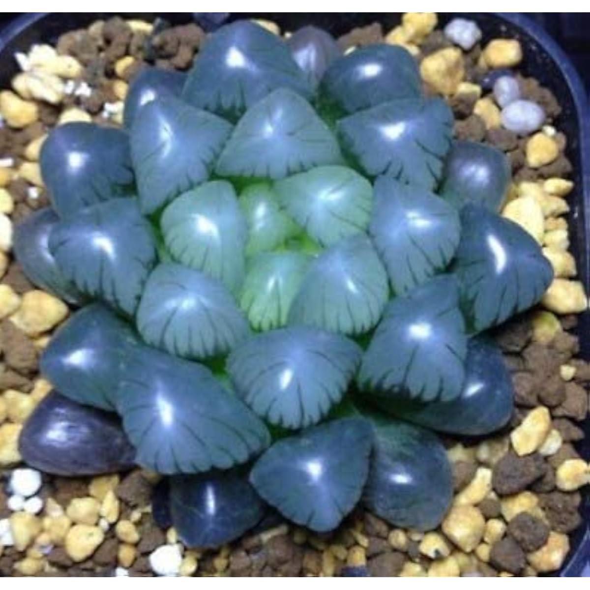 Crystal Haworthia Succulent Seeds Up to 50% Off