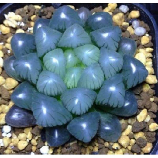 Crystal Haworthia Seeds
