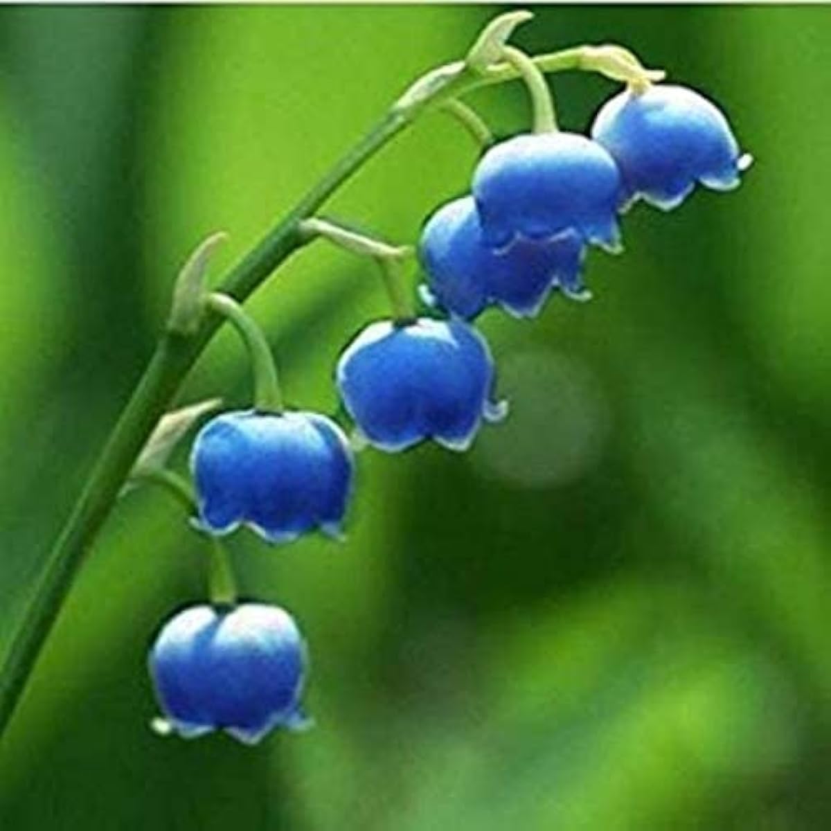 Lily of the Valley Seeds up to 50%