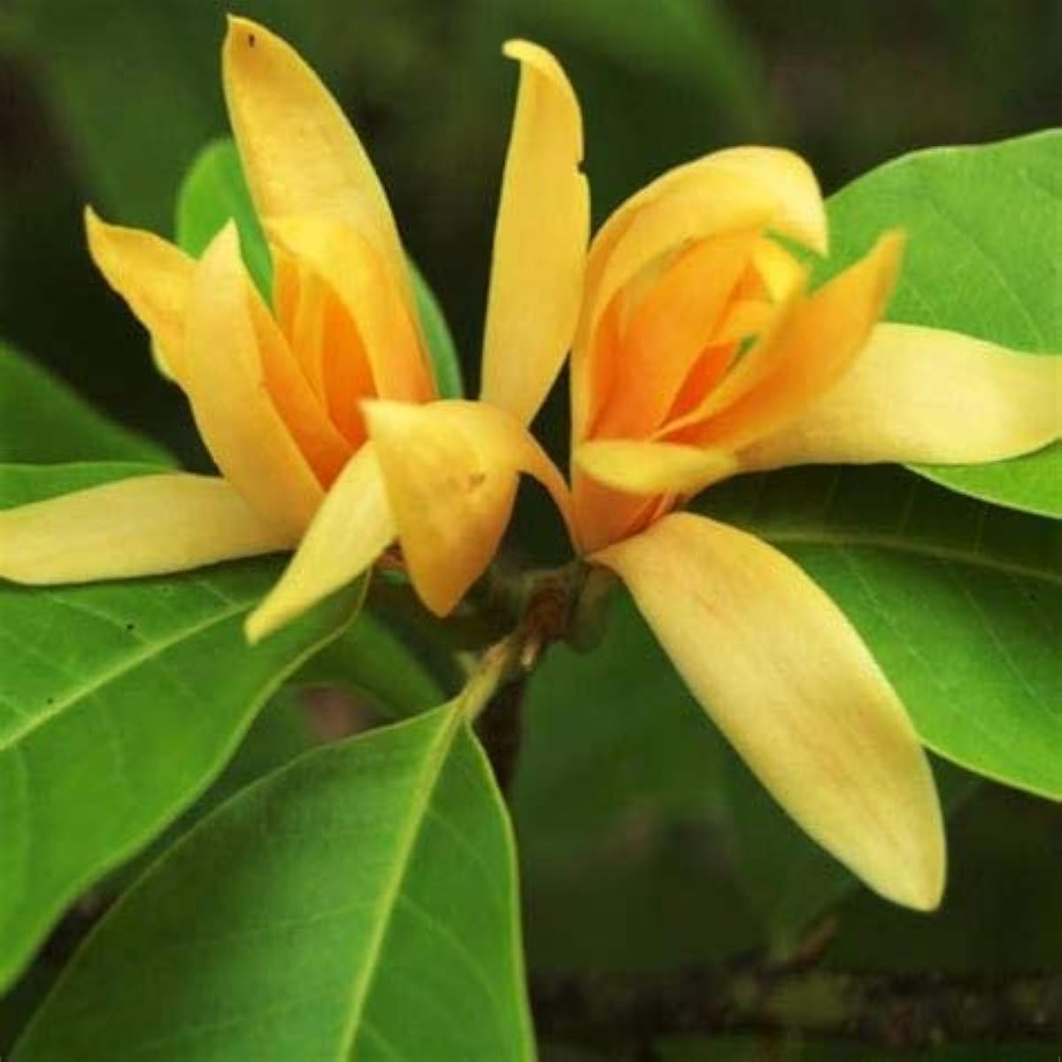 Champa Fragrant Flower Seeds Up to 50% Off